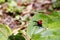 Endemic Giraffe weevil (Trachelophorus giraffa) on a green leaf.