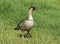 Endemic Hawaiian Goose, the Nene, seen on Kauai.