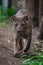 Endemic Madagascar fossa running on the path, Cryptoprocta ferox