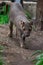 Endemic Madagascar fossa running on the path, Cryptoprocta ferox