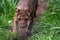 Endemic Madagascar fossa running on the path, Cryptoprocta ferox