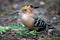 An endemic Madagascar hoopoe bird, with a colorful plumage