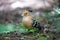 An endemic Madagascar hoopoe bird, with a colorful plumage