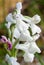 Endemic Mesiterranean Orchis Flowers from Sardinia Isle
