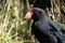 An Endemic New Zealand Takahe bird