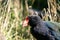 An Endemic New Zealand Takahe bird