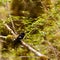 Endemic NZ bird Tomtit, Petroica macrocephala