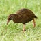 Endemic NZ bird Weka pulling a worm off the ground