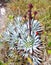 Endemic plant from Mount Roraima