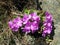 Endemic plant (Primula hirsuta)