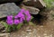 Endemic plant (Primula hirsuta)