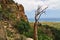 Endemic plant of the Socotra Island, Yemen, Africa