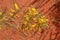 The endemic shrub Mulga wattle Acacia aneura against the red sand of the Australian arid outback