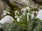 endemic snowdrop flowers, heralds of spring with the melting of snow