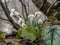 endemic snowdrop flowers, heralds of spring with the melting of snow