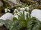endemic snowdrop flowers, heralds of spring with the melting of snow