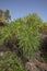 Endemic Sonchus canariensis shrub, covering the vast rocky landscape near Santiago del Teide, Tenerife, Canary Islands, Spain
