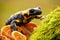 Endemic species of European fire salamander hiding in wilderness