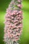 Endemic species of Mount Teide bugloss, Echium, beautiful flower of Canary Islands