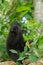Endemic sulawesi monkey Celebes crested macaque