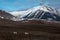 Endemic Svalbard reindeers running under Pyramida mountain in the Russian ghost town Pyramiden in Svalbard