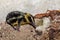 Endemic Tailless Tenrec, Madagascar Wildlife