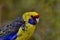Endemic Tasmanian Rosella Parrot