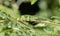 The Endemic & Threatened Usambara Two-horned Chameleon Kinyongia multituberculata in Tanzania