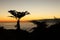 Endemic Tree ferns at dawn on St Helena Island