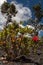 Endemic tree Metrosideros polymorpha on Hawaii