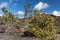 Endemic tree Metrosideros polymorpha on Hawaii