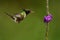 Endemic White-crested Coquette in Costa Rica