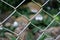 Endemic white orchids in the cage.