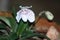 Endemic white orchids in the garden,Species name Ang-thong lady slipper