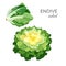 Endive salad fresh organic vegetarian vegetable vector illustration