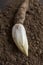 Endives /Chicory Grown in soil