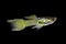 Endler Guppy Poecilia wingei tiny colorful tropical aquarium fish