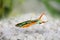 Endler Guppy Poecilia wingei tiny colorful tropical aquarium fish