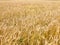 Endles yellow beautifull wheatfield in summer