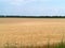 Endles yellow beautifull wheatfield in summer