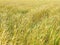 Endles yellow beautifull wheatfield in summer