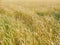 Endles yellow beautifull wheatfield in summer