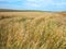 Endles yellow beautifull wheatfield in summer