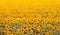 Endless agricultural field landscape with sunflower flowers, peaceful and quiet harvest time, farming texture surface