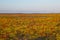 Endless blooming steppe under the light of the setting sun