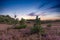 Endless common heather fields Calluna vulgaris at dawn