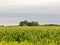 The endless corn field stretches to the horizon.