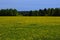 Endless dandelion field. Sunny spring day in the Western Urals.