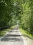 Endless dirt road bordered by trees