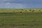 Endless expanses of the spring steppe